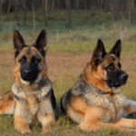 Dog Section Services